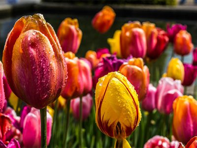 Plants and Flowers