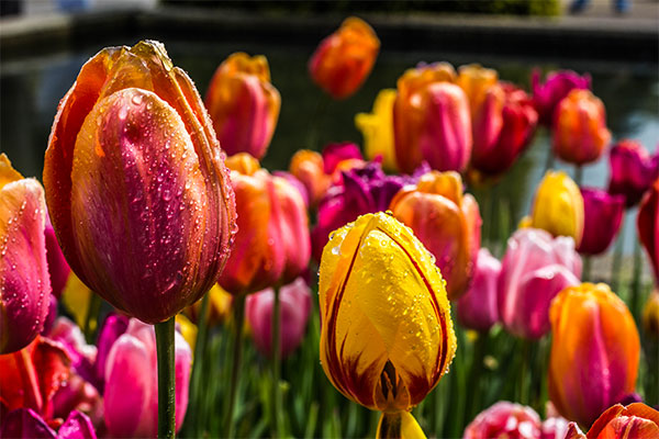 Plants and Flowers