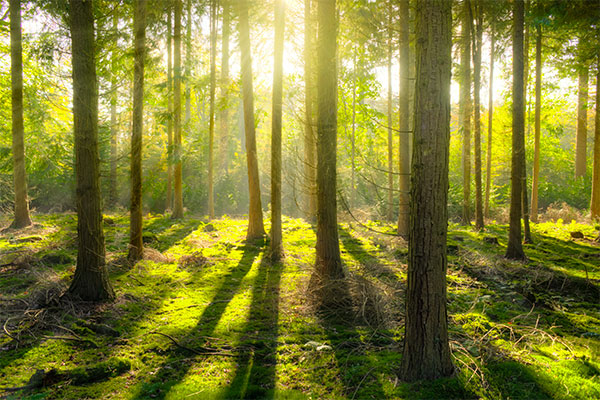 Timber and Wood