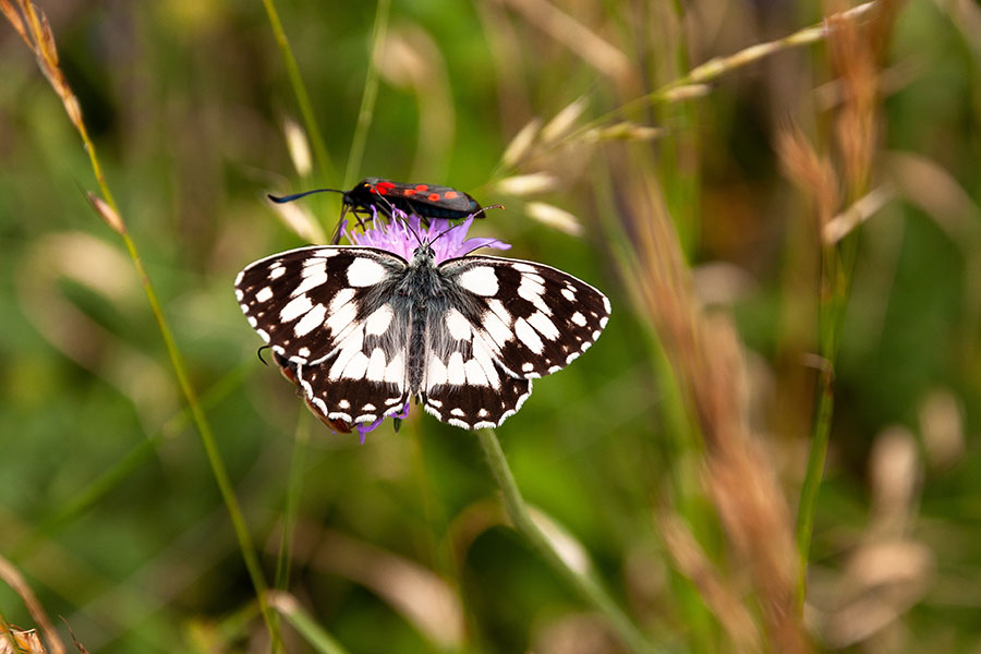 Biodiversity